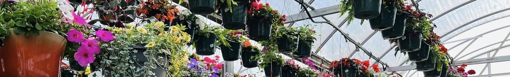 Greenhouse Flowers